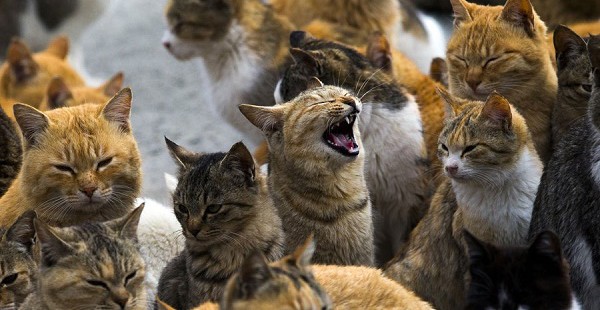 Le colonie feline a Milano: gatti protetti e assistiti