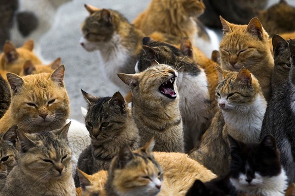 Le colonie feline a Milano: gatti protetti e assistiti